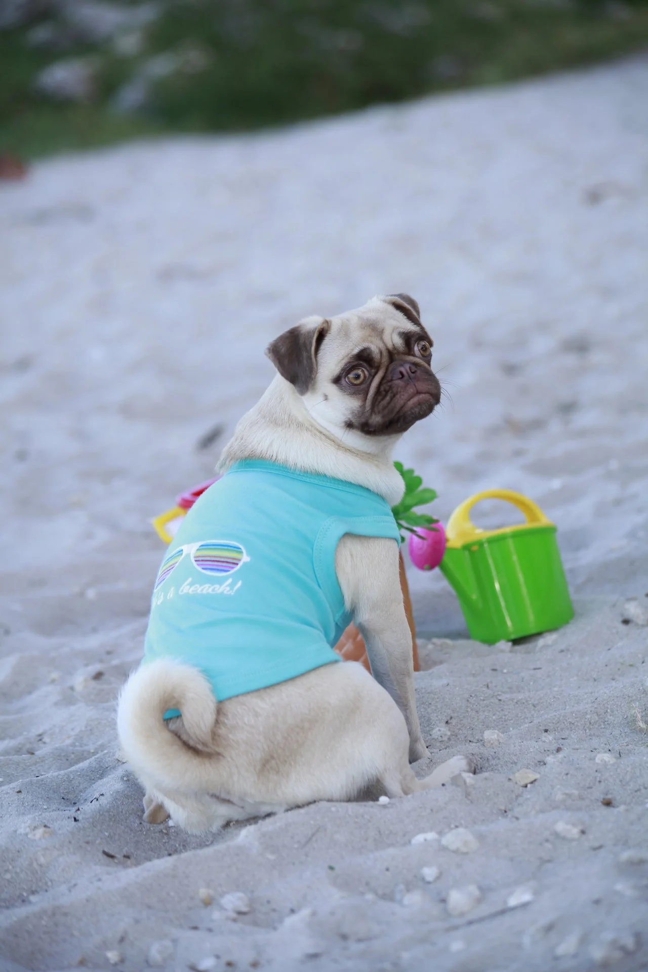 Parisian Pet 'Life's a Beach' Summer Dog T-Shirt – Comfortable Beach-Themed Pet Clothing for Dogs & Cats, Light Blue - Image 4