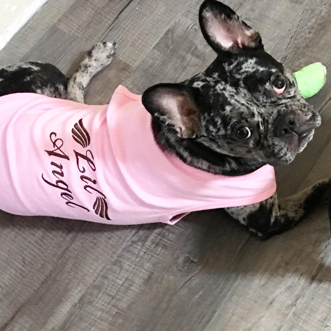 Parisian Pet 'Lil Angel' Dog & Cat T-Shirt – Cute Embroidered Cotton, Comfortable & Stylish – Pink - Image 3