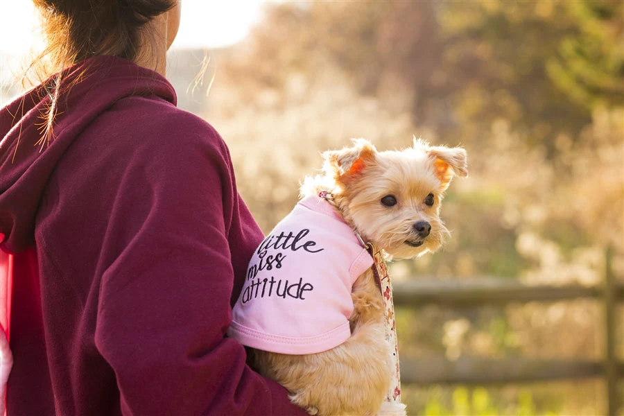 Parisian Pet 'Little Miss Attitude' Pet Shirt - Cute Dog & Cat Shirt, Pink - Image 4
