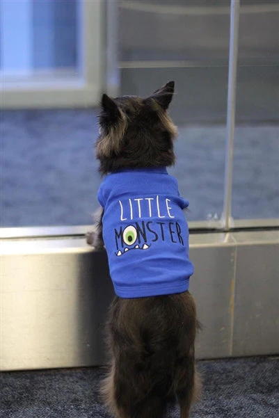 Parisian Pet 'Little Monster' Embroidered Dog & Cat Shirt - Funny Pet Apparel, Blue - Image 3