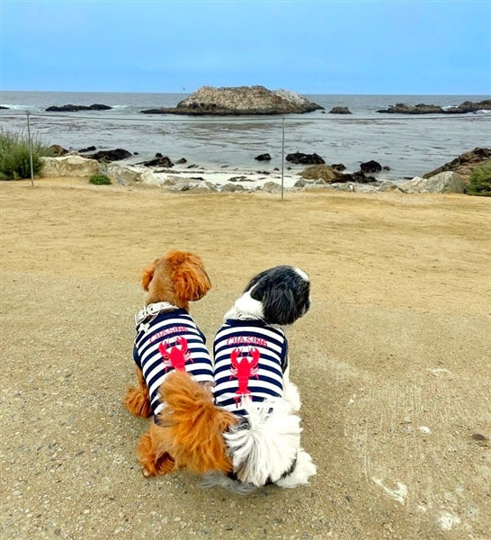 Parisian Pet 'Lobster Chasing Tail' Dog Shirt – Nautical Cotton Pet T-Shirt for Dogs & Cats, Blue & White Stripes - Image 4
