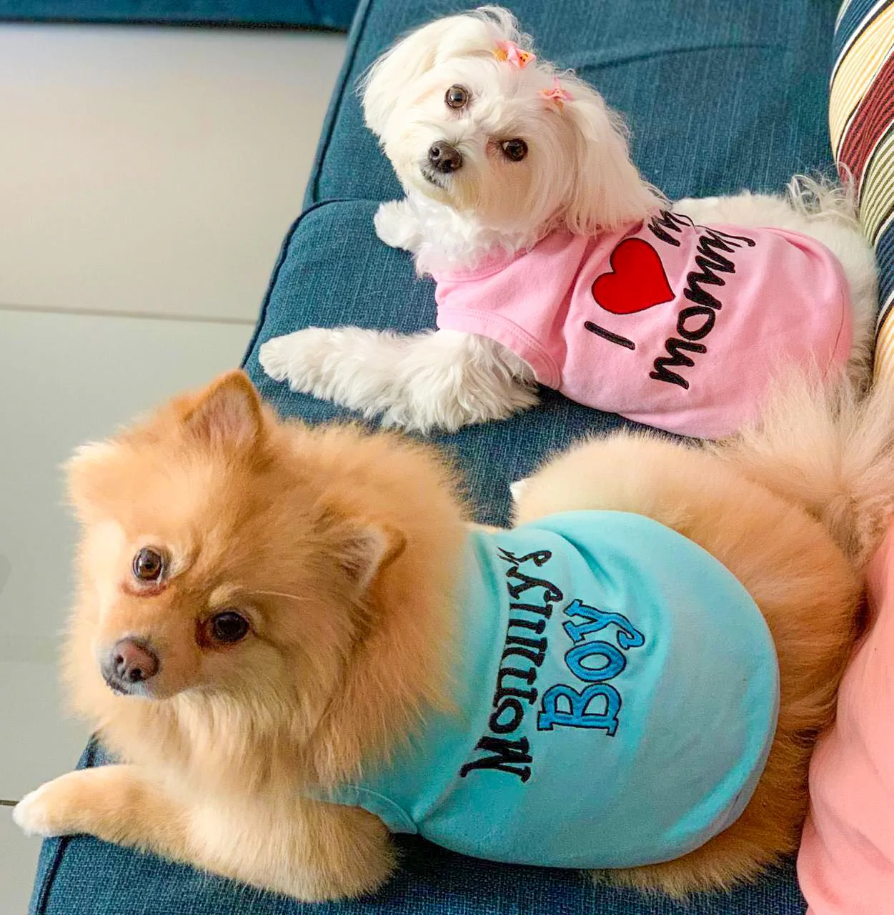 Parisian Pet 'Mommy's Boy' Cotton Dog Apparel – Comfortable T-Shirt for Small Dogs and Cats, Light Blue-Valentine's Day - Image 4