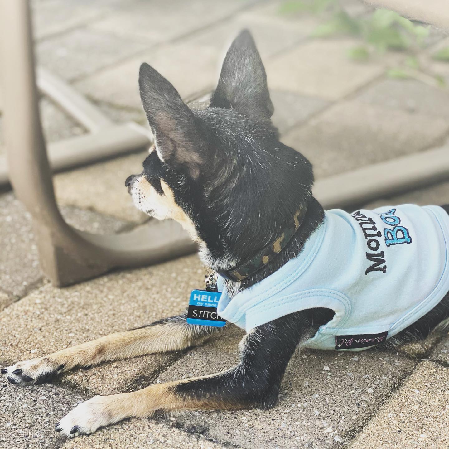 Parisian Pet 'Mommy's Boy' Cotton Dog Apparel – Comfortable T-Shirt for Small Dogs and Cats, Light Blue-Valentine's Day - Image 7