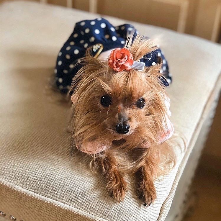 Parisian Pet 'Nautical Dress' for Dogs and Cats, Sleeveless Designer Beach Dress, Comfortable Pet Clothing, Pink & Navy - Image 5