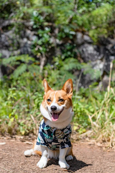 Parisian Pet 'Palm Leaves' Dog & Cat T-Shirt – Trendy Tropical Summer Pet Clothing, Comfortable & Lightweight - Blue & White - Image 5