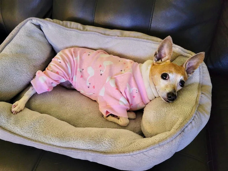 Parisian Pet 'Pink Swan' Pajama for Dogs & Cats, Luxury Pet Sleepwear, Cozy Dog Pajama Set-Valentine's Day - Image 3