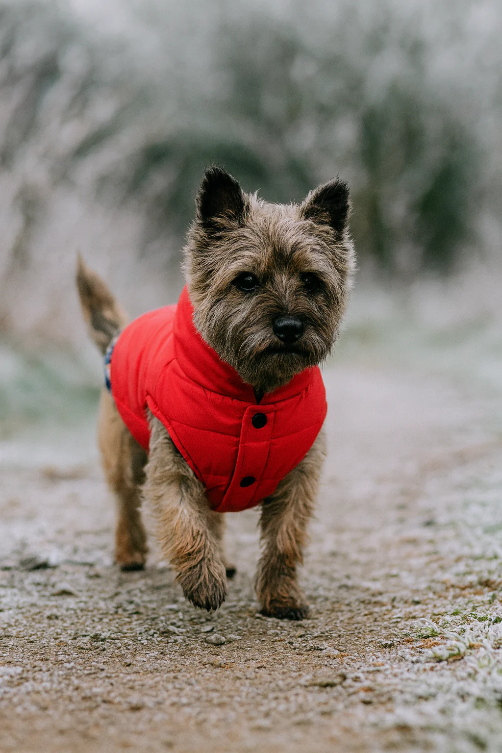 Parisian Pet 'Plaid Reversible Jacket' for Dogs & Cats, Stylish Pet Outerwear, Warm Winter Dog Jacket,-Valentine's Day - Image 8