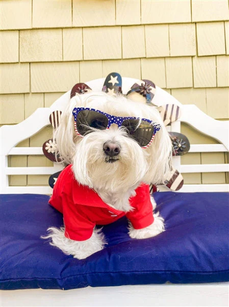 Parisian Pet 'Polo' Dog & Cat T-Shirt – Stylish Cotton, Comfortable & Lightweight Summer Shirt – Red-Valentine's Day - Image 2