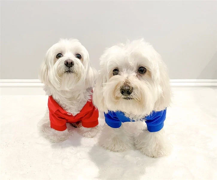 Parisian Pet 'Polo' Dog & Cat T-Shirt – Stylish Cotton, Comfortable & Lightweight Summer Shirt – Red-Valentine's Day - Image 4