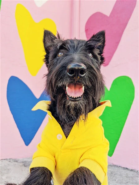 Parisian Pet 'Polo' Dog & Cat T-Shirt – Stylish Embroidered Pet Shirt, Comfortable & Lightweight – Yellow - Image 2