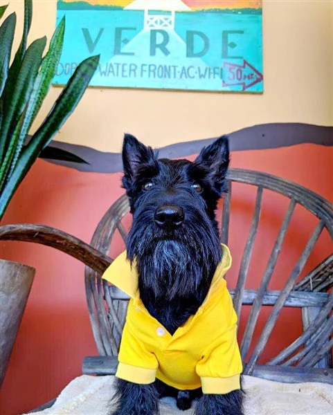 Parisian Pet 'Polo' Dog & Cat T-Shirt – Stylish Embroidered Pet Shirt, Comfortable & Lightweight – Yellow - Image 3