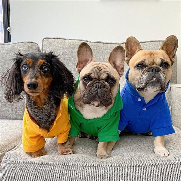 Parisian Pet 'Polo' Dog & Cat T-Shirt – Trendy Cotton Polo, Comfortable & Lightweight – Blue - Image 3