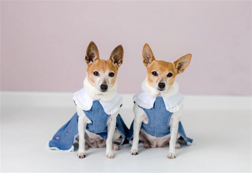 Parisian Pet 'Prairie Dress' for Dogs and Cats, Floral Design, Comfortable Lightweight Outfit, Denim & White - Image 5