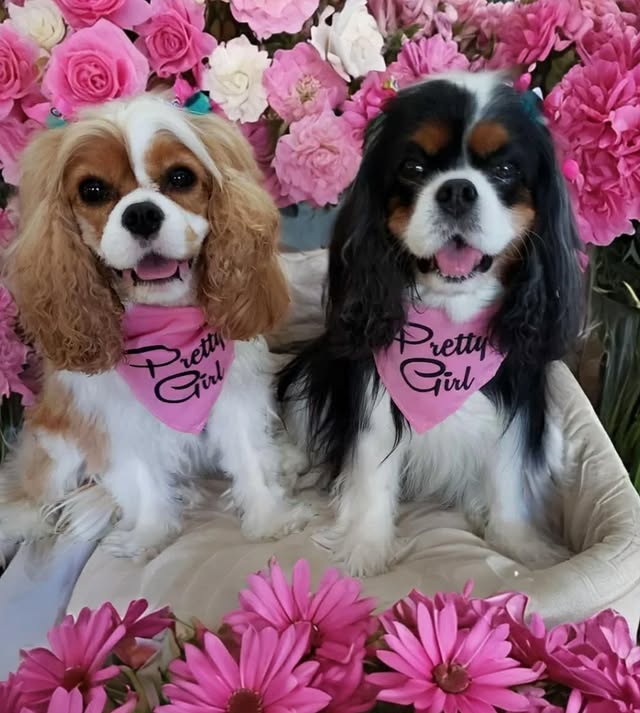 Parisian Pet 'Pretty Girl' Bandana - Fashionable, Comfortable Pink Pet Bandana for Dogs & Cats, Trendy Pet Fashion Accessory - Image 2