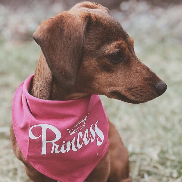 Parisian Pet 'Princess' Bandana for Dogs & Cats - Stylish, Trendy, Comfortable Pink Dog Bandana for Special Occasions - Image 5