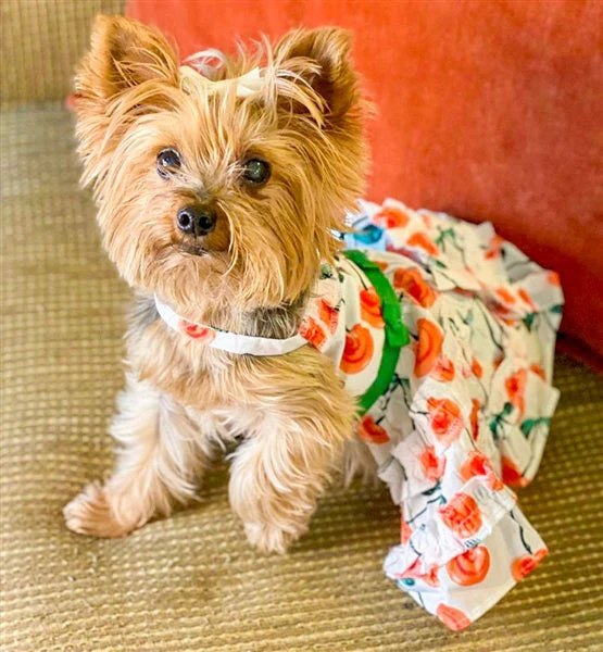 Parisian Pet 'Red Poppies Boho Dress' Dog & Cat T-shirt – Adjustable Floral Pet Dress, Perfect for Summer - Red, White, Green-Valentine's Day - Image 4