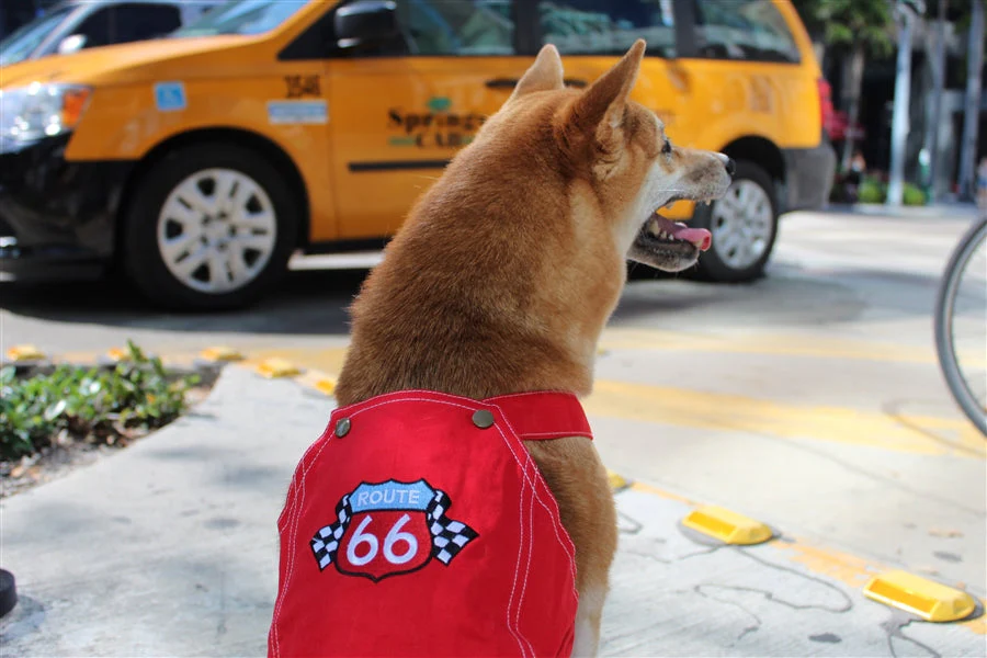 Parisian Pet 'Route 66 Jumpsuit' for Dogs and Cats, Fashionable Pet Jumpsuit for Parties, Red - Image 2