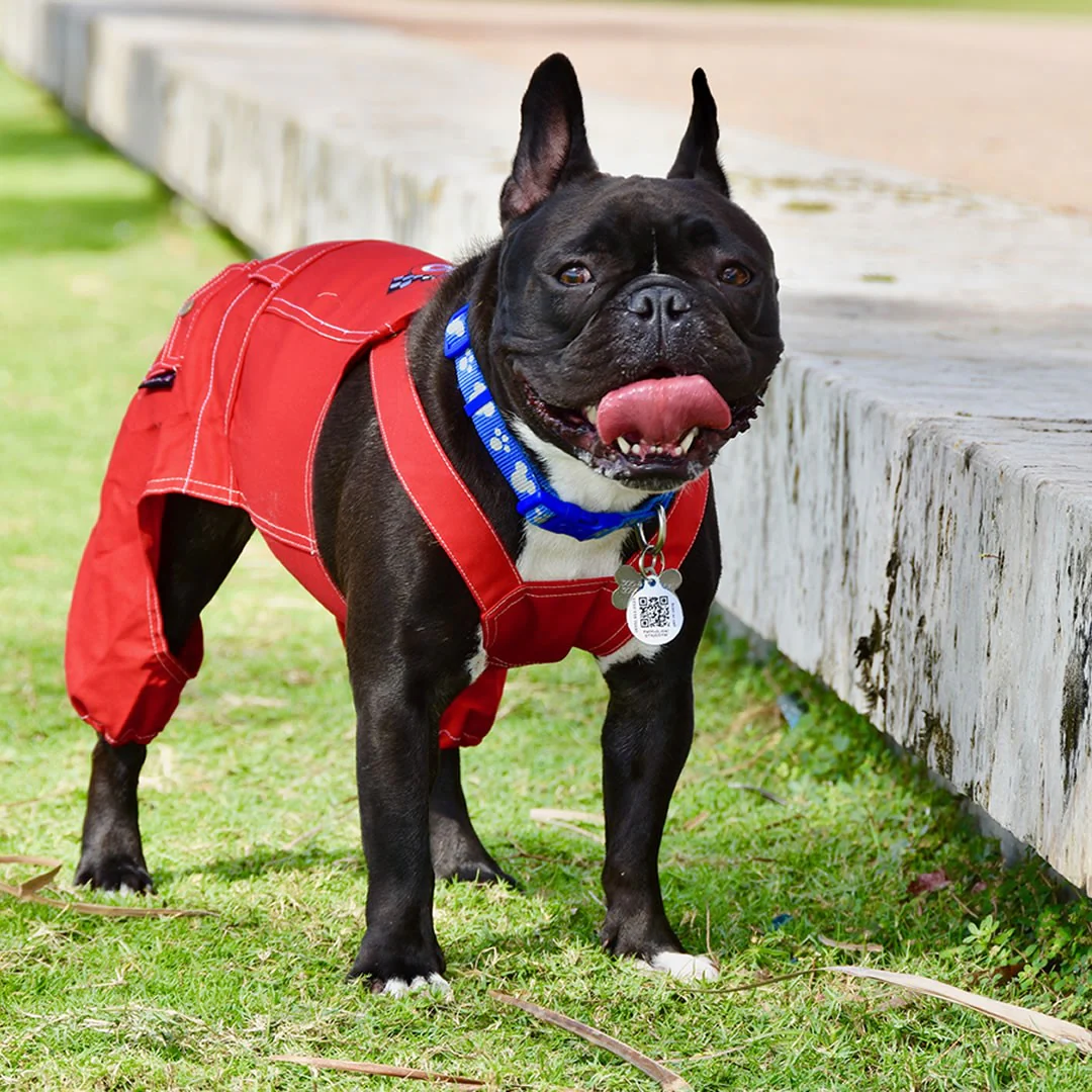 Parisian Pet 'Route 66 Jumpsuit' for Dogs and Cats, Fashionable Pet Jumpsuit for Parties, Red - Image 3
