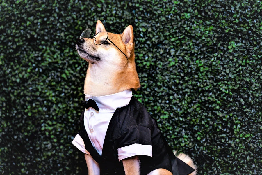 Parisian Pet 'Satin Party Tux' for Dogs and Cats, Designer Holiday Pet Tuxedo, Satin Formal Wear, Black & White-Valentine's Day - Image 4