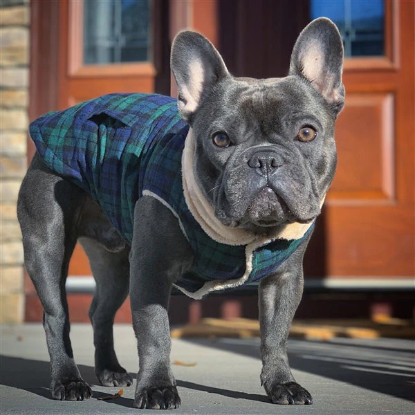 Parisian Pet 'Scottish Jacket' for Dogs & Cats, Designer Pet Jacket, Holiday & Christmas Wear-Saint Patrick's Day - Image 4