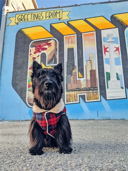 Parisian Pet 'Scottish Jacket' for Dogs & Cats, Plaid Pet Jacket, Formal Wear, Holiday Pet Jacket, Red/Blue Plaid - Image 4