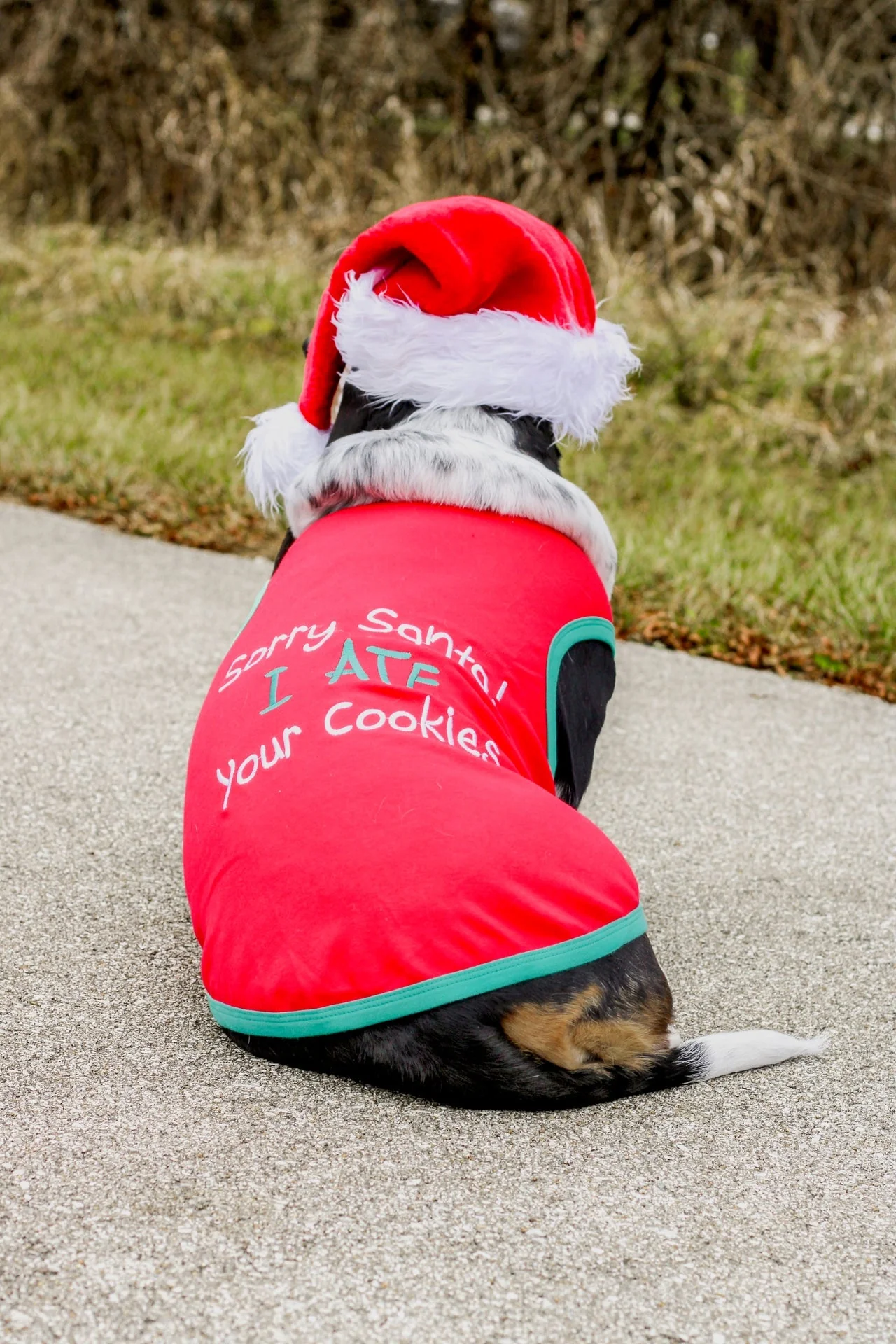 Parisian Pet 'Sorry Santa, I Ate Your Cookies' Christmas Shirt for Pets - Festive Dog & Cat Outfit, Red - Image 6