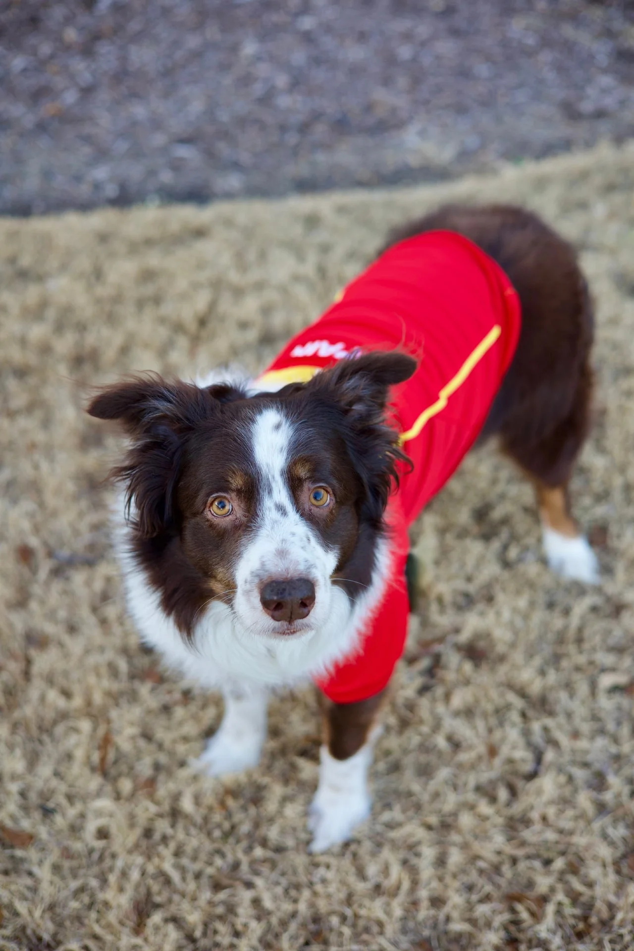 Parisian Pet 'Team Spain' Jersey for Dogs & Cats – Spain Flag-Inspired Pet Outfit, Soccer Fan Apparel for Dogs & Cats, Red and Yellow Stripes - Image 6