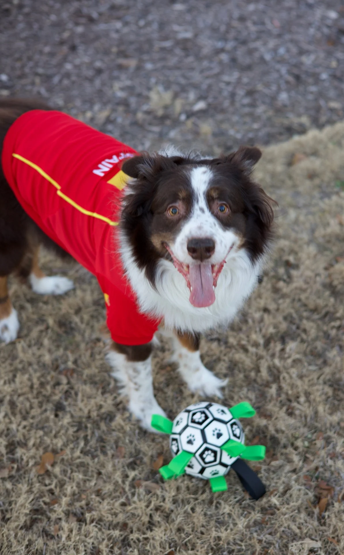 Parisian Pet 'Team Spain' Jersey for Dogs & Cats – Spain Flag-Inspired Pet Outfit, Soccer Fan Apparel for Dogs & Cats, Red and Yellow Stripes - Image 7