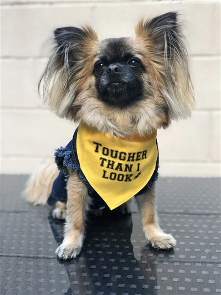 Parisian Pet 'Tougher Than I Look' Bandana - Comfortable, Stylish Yellow Dog & Cat Bandana, Trendy Design - Image 2