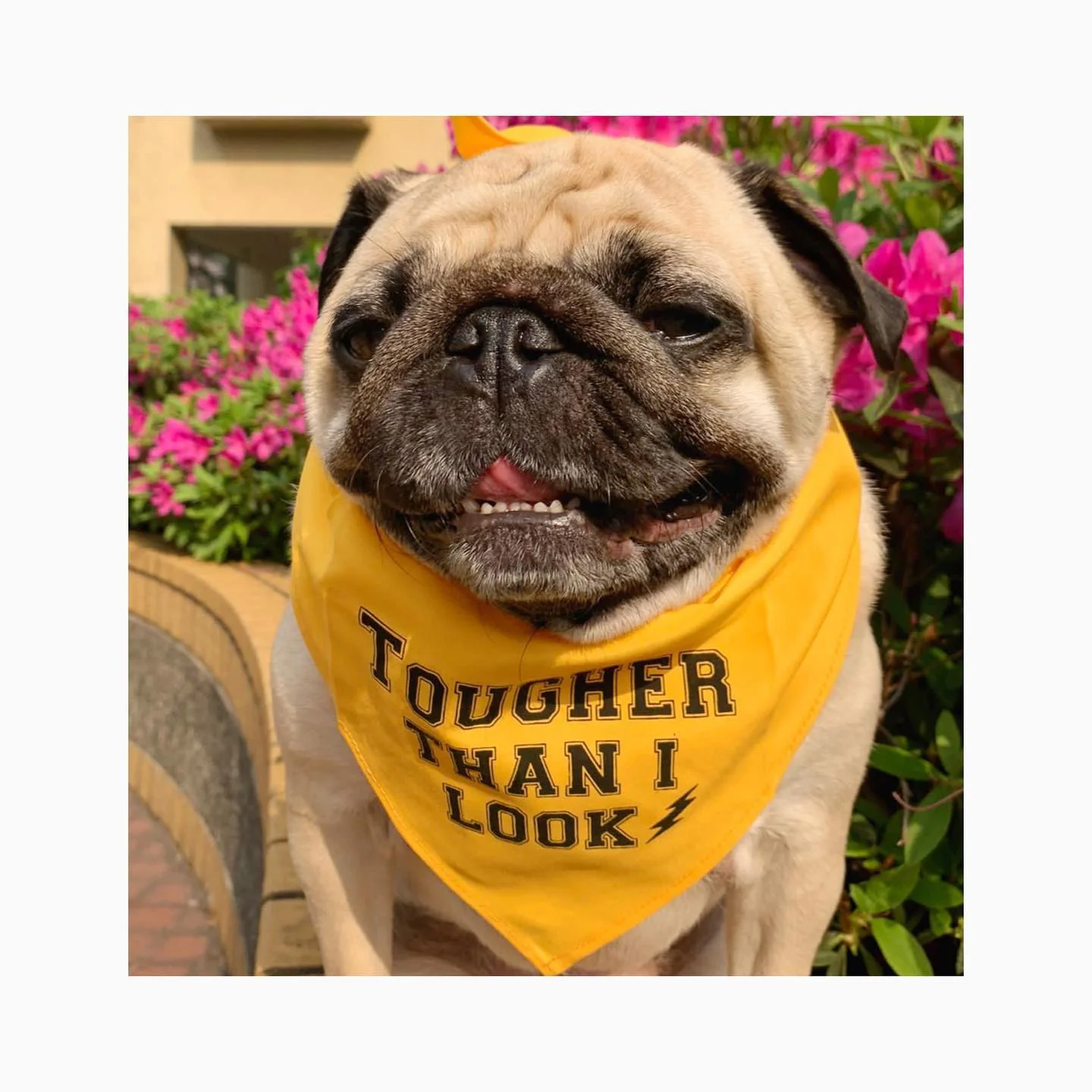 Parisian Pet 'Tougher Than I Look' Bandana - Comfortable, Stylish Yellow Dog & Cat Bandana, Trendy Design - Image 5