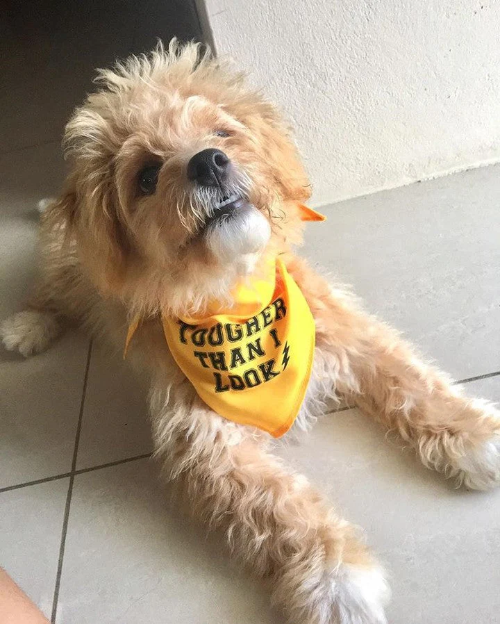 Parisian Pet 'Tougher Than I Look' Bandana - Comfortable, Stylish Yellow Dog & Cat Bandana, Trendy Design - Image 6