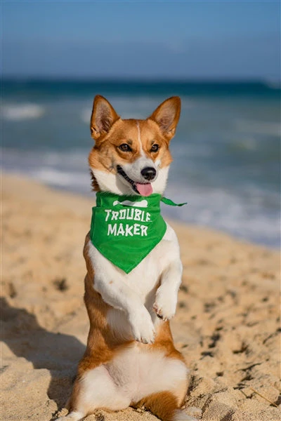 Parisian Pet 'Trouble Maker' Bandana for Dogs & Cats - Fun, Comfortable, Trendy Green Pet Fashion Accessory-Saint Patrick's Day - Image 2