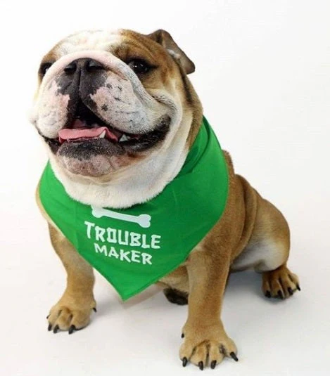 Parisian Pet 'Trouble Maker' Bandana for Dogs & Cats - Fun, Comfortable, Trendy Green Pet Fashion Accessory-Saint Patrick's Day - Image 3