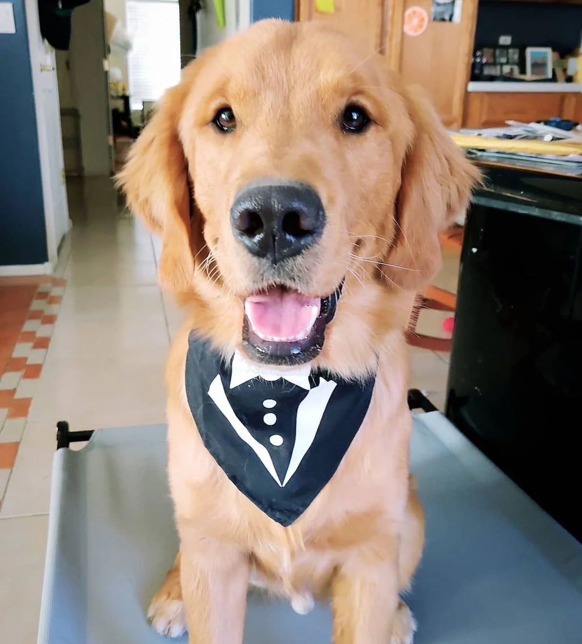 Parisian Pet 'Tuxedo Bandana' - Comfortable, Trendy Formal Black Bandana for Dogs & Cats, Perfect for Special Events - Image 2