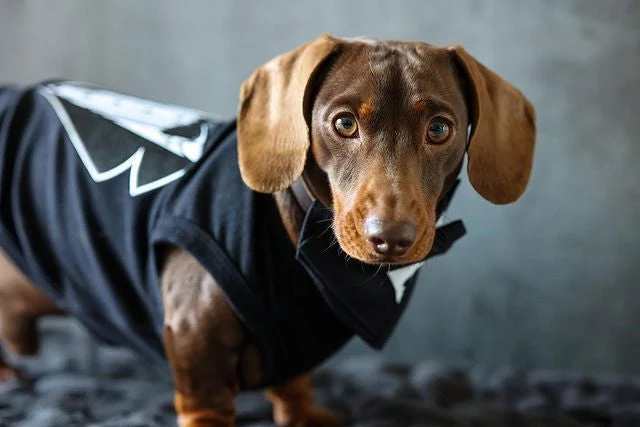 Parisian Pet 'Tuxedo' Stylish Dog Outfit – Premium Cotton Formal Wear for Special Occasions, Black - Image 3