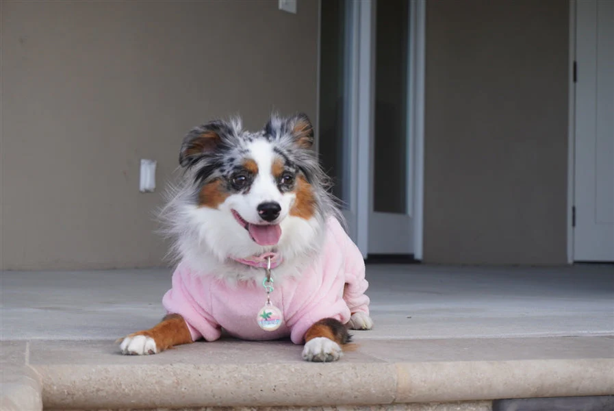 Parisian Pet 'Velour Pajama Blush' for Dogs & Cats, Soft Pet Sleepwear, Luxury Dog Pajamas, Blush Pink-Valentine's Day - Image 4