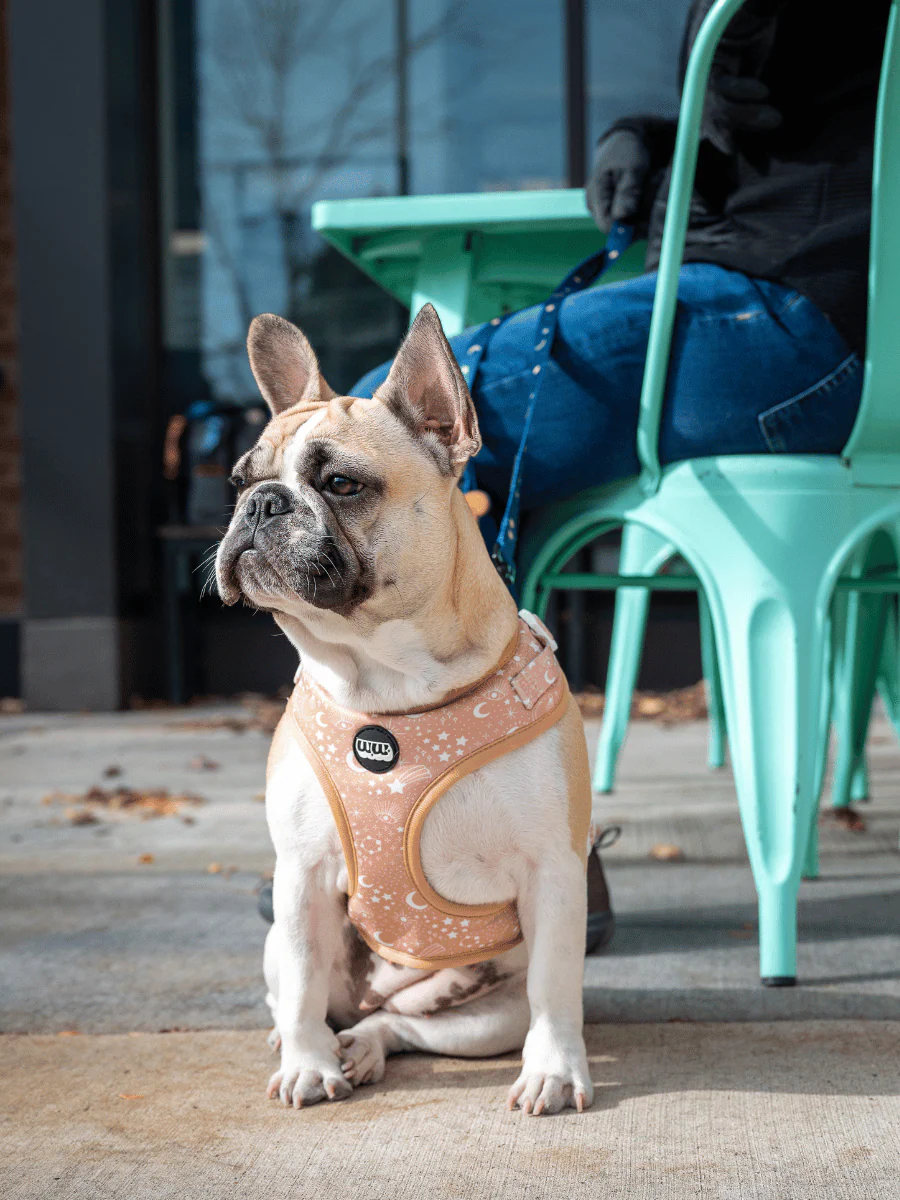 Pawstruck Adjustable Harness - Image 2