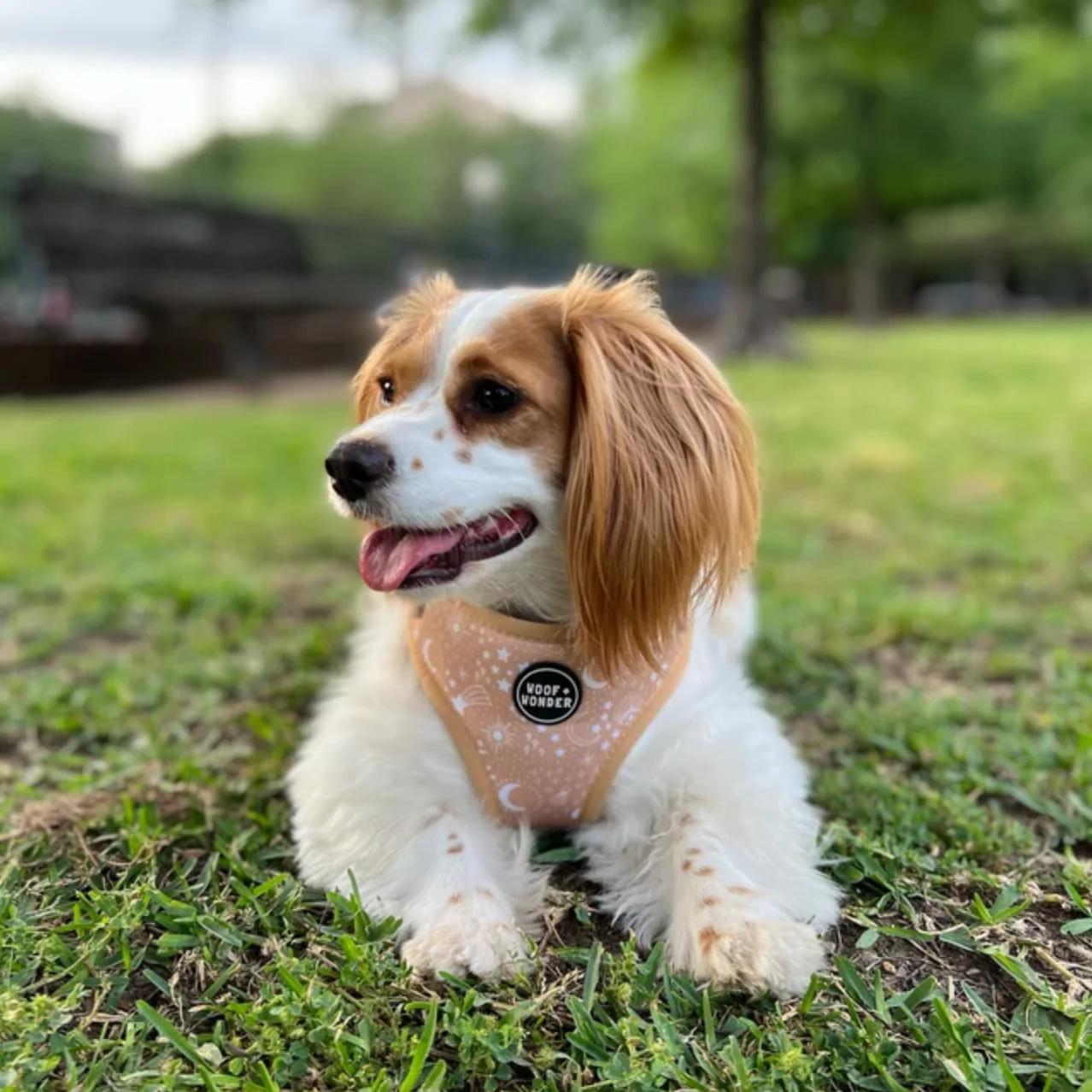Pawstruck Adjustable Harness - Image 4