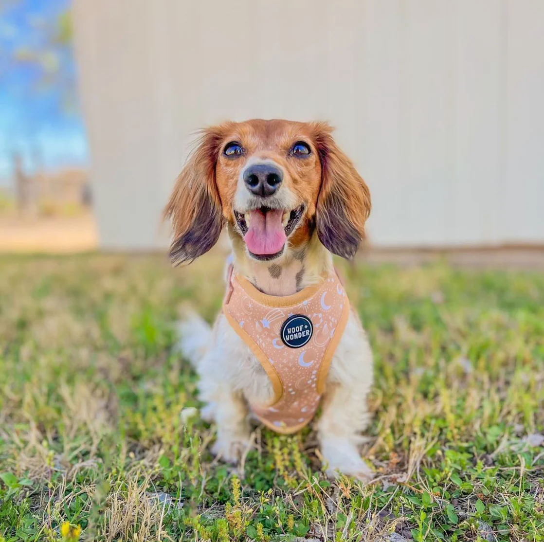Pawstruck Adjustable Harness - Image 5