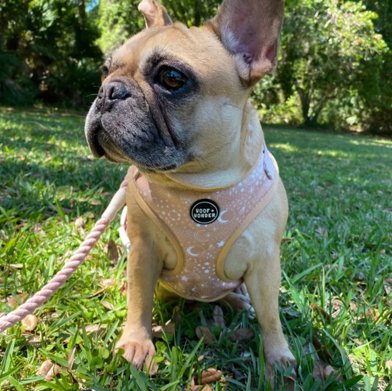Pawstruck Adjustable Harness - Image 6