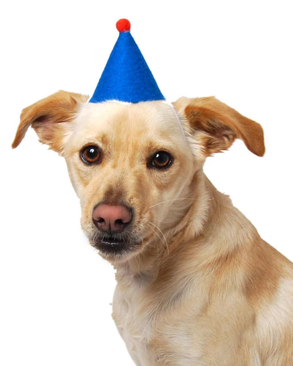 PAWTY HAT - Image 2