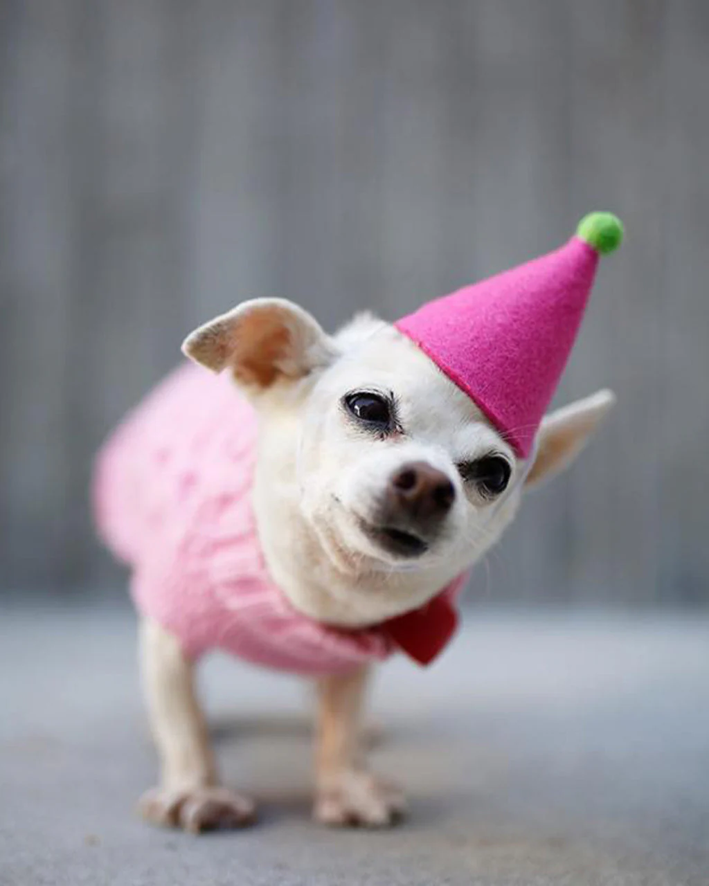 PAWTY HAT - Image 3