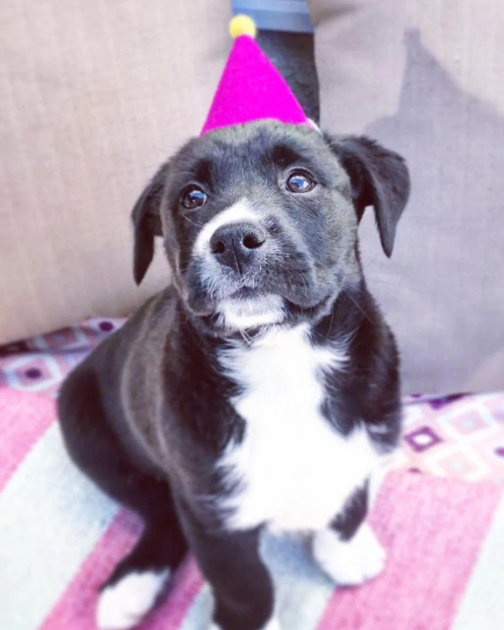 PAWTY HAT - Image 4