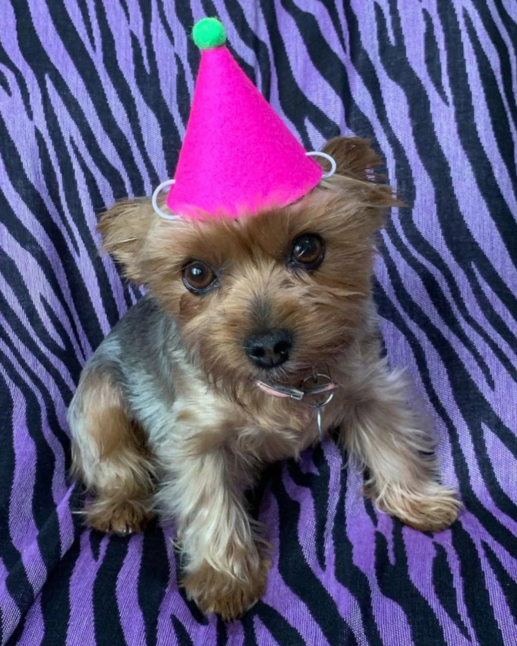 PAWTY HAT - Image 6