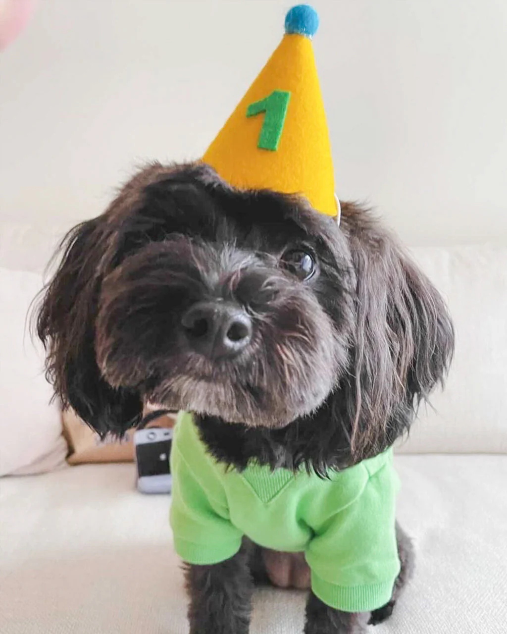 PAWTY HAT - Green number - Image 4