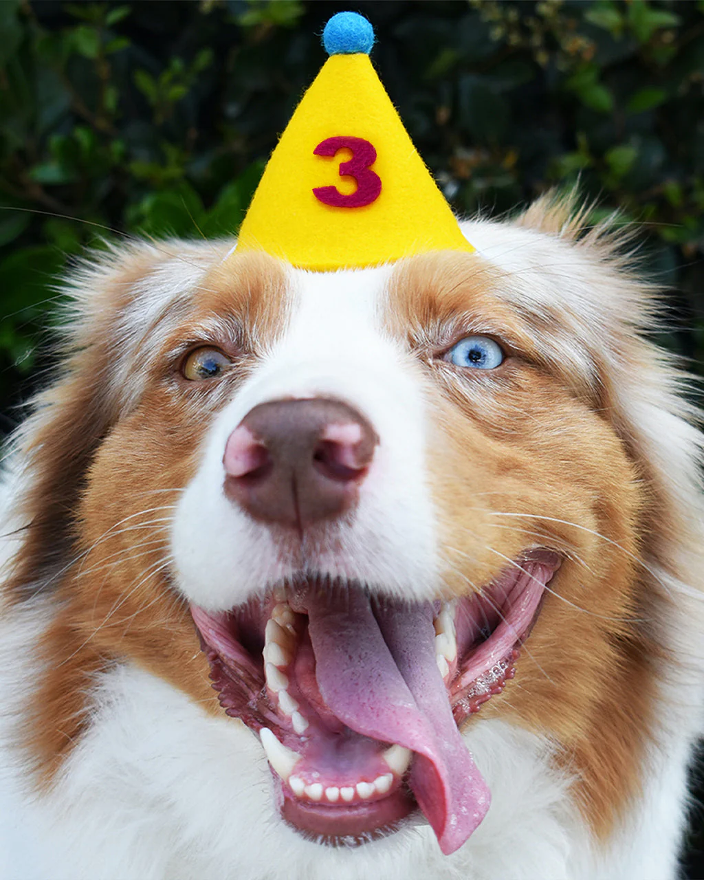 PAWTY HAT - Purple Number - Image 2