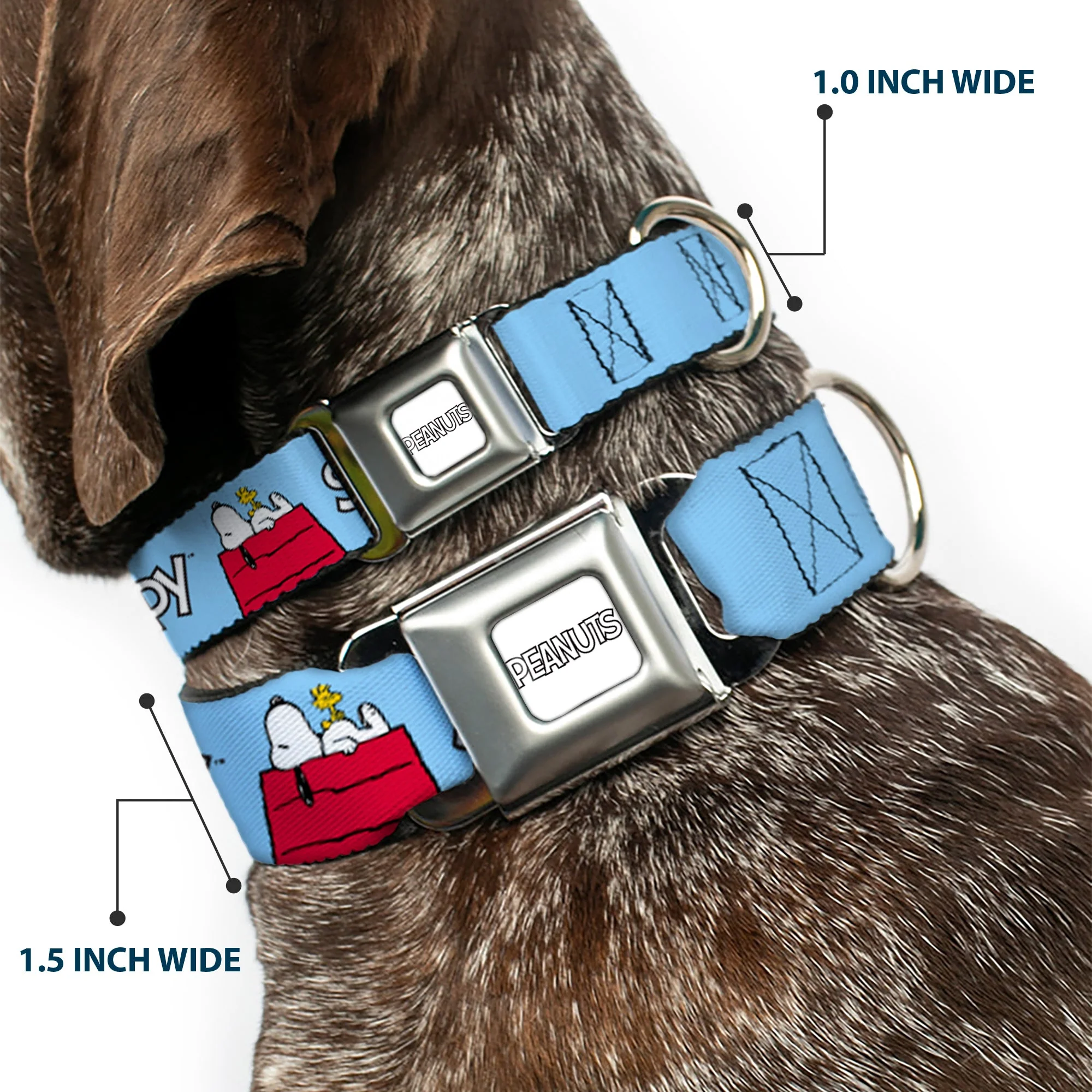 PEANUTS Title Logo Full Color Gray/White Seatbelt Buckle Collar - Peanuts Snoopy and Woodstock Dog House Pose and Text Sky Blue - Image 2
