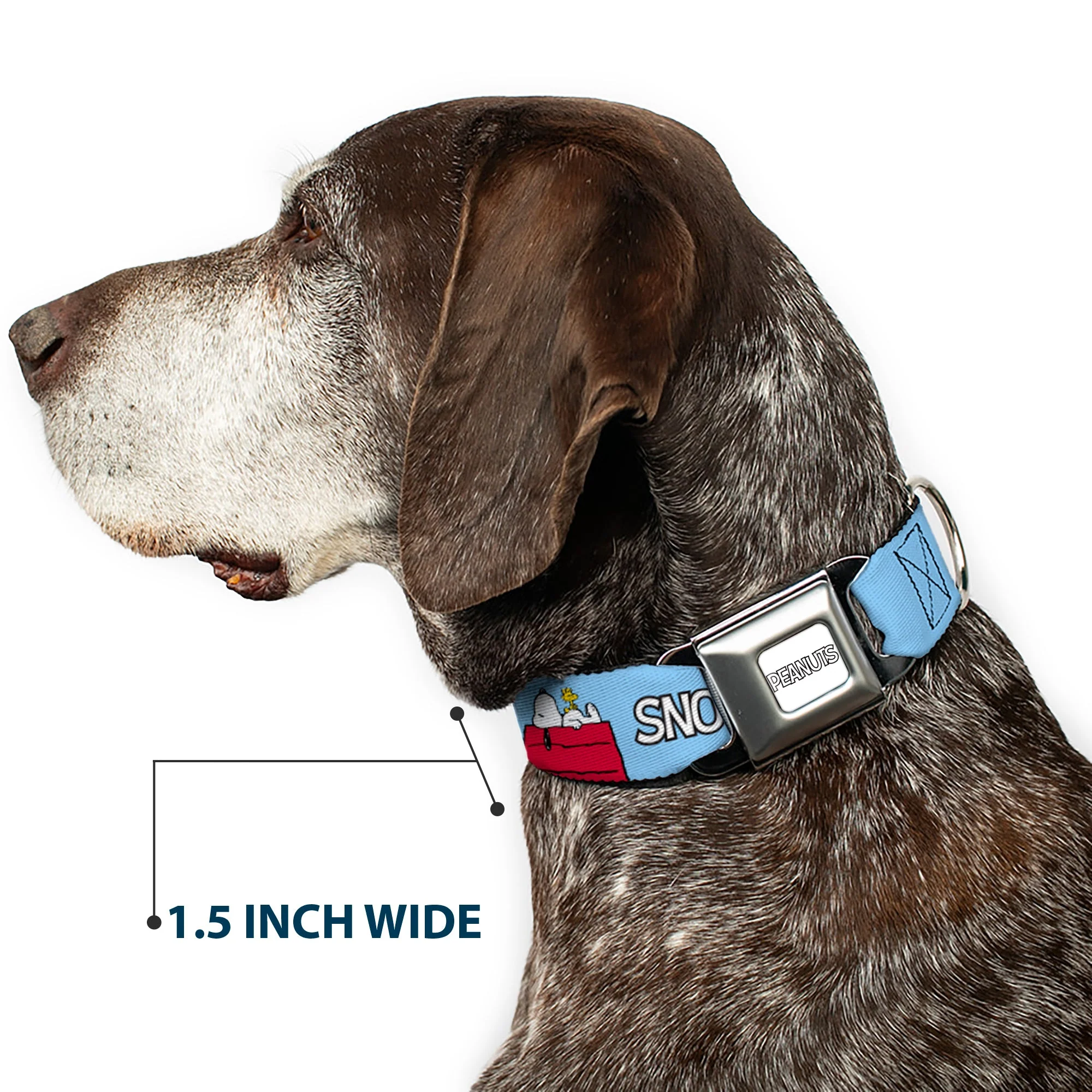 PEANUTS Title Logo Full Color Gray/White Seatbelt Buckle Collar - Peanuts Snoopy and Woodstock Dog House Pose and Text Sky Blue - Image 7
