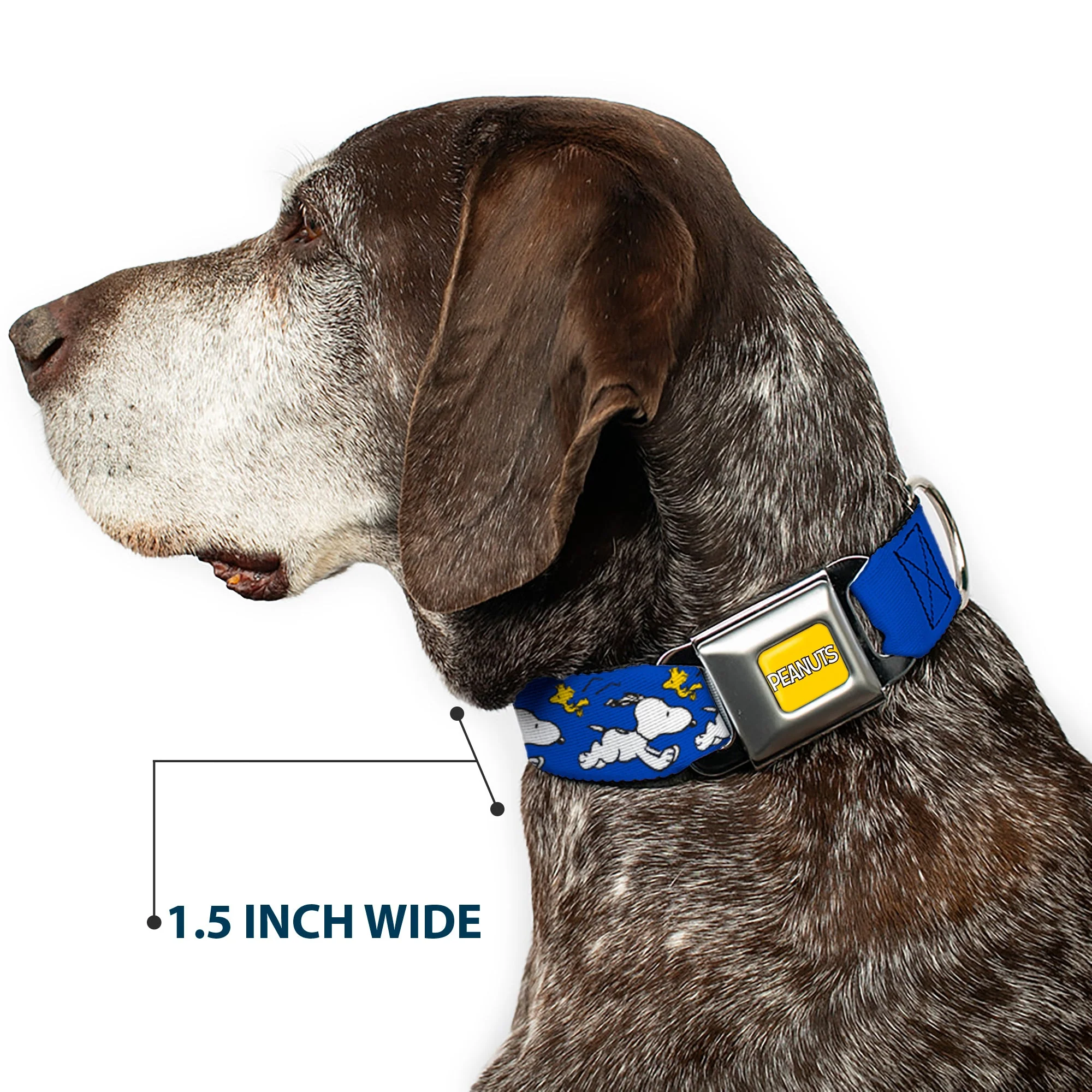 PEANUTS Title Logo Full Color Yellow/White Seatbelt Buckle Collar - Peanuts Snoopy Running and Woodstock Pose Blue - Image 7