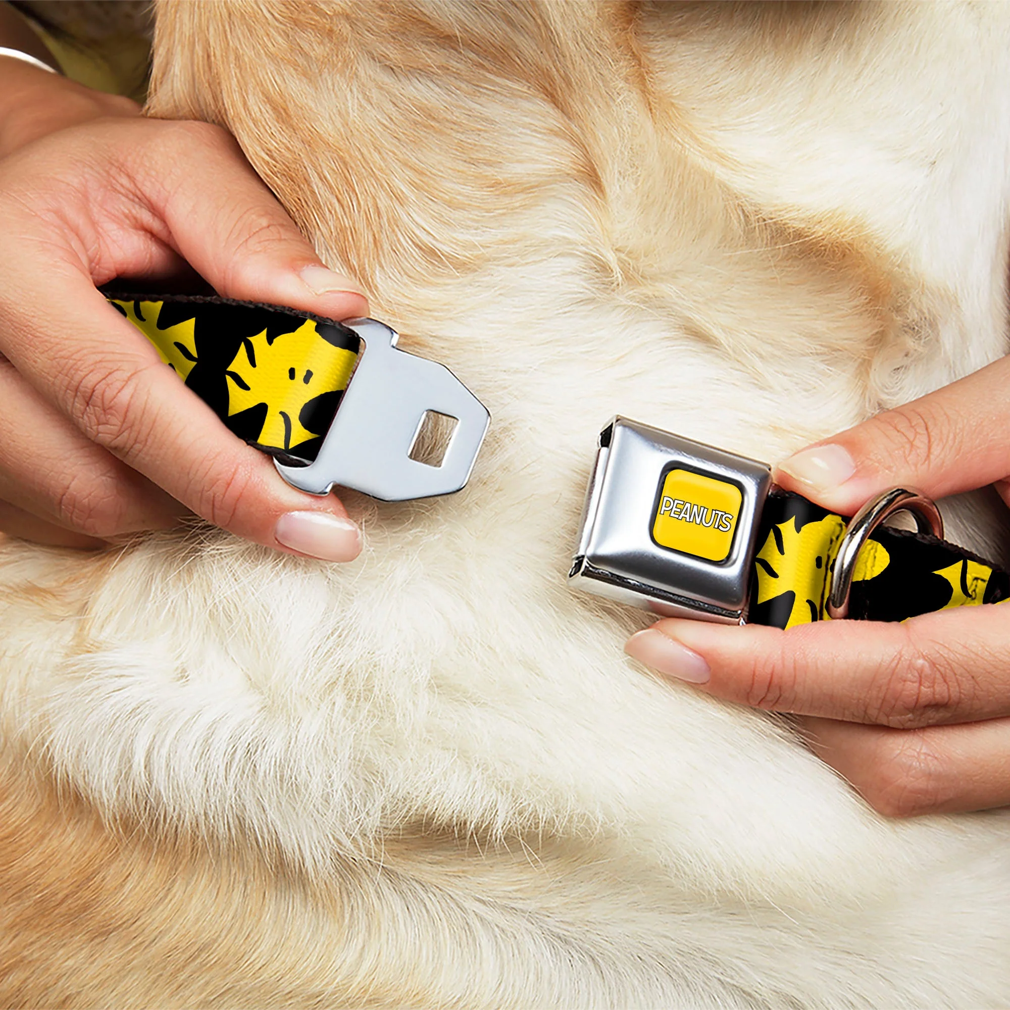 PEANUTS Title Logo Full Color Yellow/White Seatbelt Buckle Collar - Peanuts Woodstock Face Flip Black/Yellow - Image 8